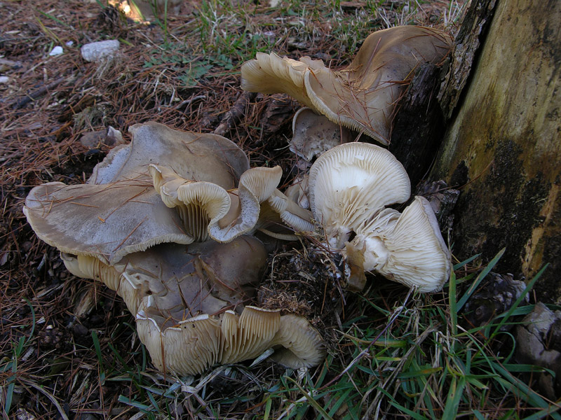 Funghi di gennaio.